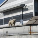 고골농장 이미지