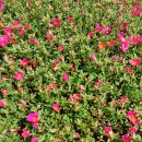 올챙이노래연습장 이미지