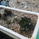 부엉이 농장 이미지