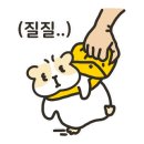 힐링힐스 동물 치과병원 이미지