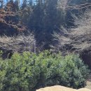 통나무펜션&편백쉼터 이미지