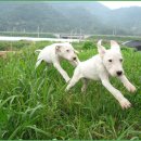 도고농장 이미지