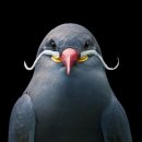 【잉카제비갈매기(Inca Tern)】 「 '바다의 신사'」 이미지
