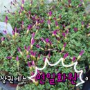 연일꽃화원