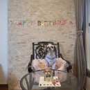 멍이냥식 이미지