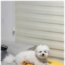 소우주 애견미용실 이미지