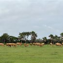 성산목장 이미지