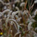 강아지풀 이미지