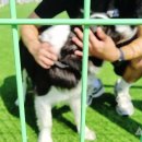 신안산대 요새 핫한 학과~!!!(반려동물과,강형욱,훈련사) 이미지