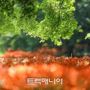 [대기-정읍] 백양꽃과 함께하는 내장산 암자길(8/26 토요일) 이미지