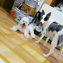 서울프라임 동물병원 이미지