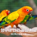 에코동물병원 | {앵무새병원} 앵무새 골절 치료는 처음부터 에코특수동물병원❤️