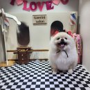 개린이보호구역 | [새솔동] 개린이보호구역_애견 미용·목욕 가격 후기 | 2회 5만원이면 괜찮을까?