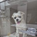 스마트동물병원 군자점 이미지