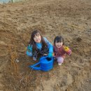 현제농장 | 블루베리 묘목 심는 방법 양평에서 재배 품종및 온라인 묘목 구입 처