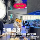 밤고개로21길 | 세곡동 수족관 카페 아기랑 가기 좋은 카페쉘리 솔직 후기