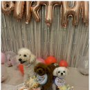 일산애견호텔 강아지 유치원 미용 맘바이 일산점 이미지