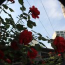 우장산동 이미지