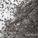 배짱오락 이미지