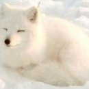 복실강아지 이미지