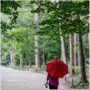 9월 여행지 추천 부안 가볼 만한 곳 변산반도 국립공원 내변산 내소사 붉노랑 상상화 가을 꽃구경 부안...
