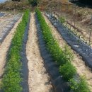 준태농장 이미지