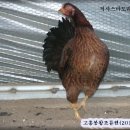 마도리
