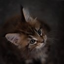 다다쿤(DADACOON) 네이버블로그