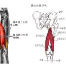 [다리] 햄스트링(hamstring, 슬굴곡근)부상 이미지