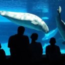 수족관 고래 사육 금지, 캐나다판 '프리윌리'법 통과 이미지