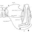 상호억제(reciprocal inhibition) 이미지