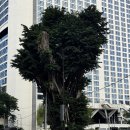 트윈타워 | 쿠알라룸푸르 4박 5일 트로피카나 더 레지던스klcc 트윈타워뷰 후기