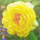 정홍모 | 부귀 영화 모란꽃 알아볼께요