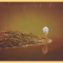 개나리노래연습장 이미지