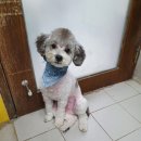 카우만 동물병원 이미지