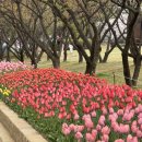 김해대로1902번길 | 김해연지공원 튤립 벚꽃 개화 만개 시기 주변 맛집 추천 두더지 라운지 후기 내돈내산