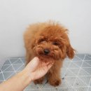 베베펫살롱 이미지