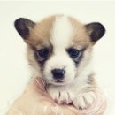 강아지사랑 | “광주강아지 분양후기🐶 사랑스러운 아이들과의 첫 만남, 잊을 수 없는 순간✨”