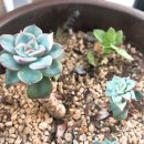 농민농약종묘 이미지