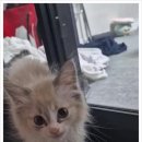 버디독 고양이분양 강아지분양 안심분양센터 인천점 이미지