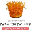 동충하초 이미지