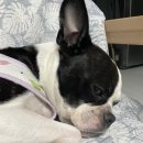 송도 24시 오케이동물병원 이미지