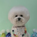 로로앤독 이미지