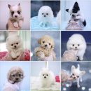 개냥이네 노원본점 이미지