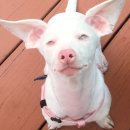 핑크강아지 이미지