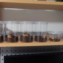 마이차우 이미지