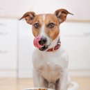 빼꼼낼름 이미지