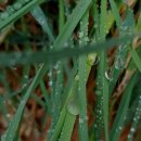 우중불고기 이미지