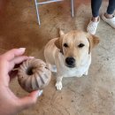 꾸메까까 이미지