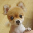 누 이미지